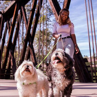 laisse double pour chien Shih tzu heureux