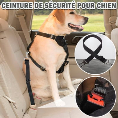ceinture de sécurité pour chien noir labrador
