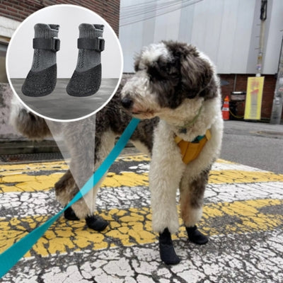 chaussette pour chien protection rue Sheepadoodle