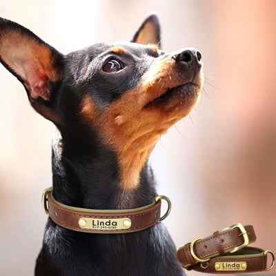 collier chien personnalisé marron Pinscher nain