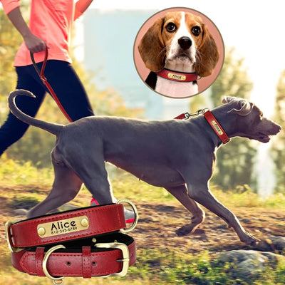 collier chien personnalisé rouge foxhound anglais beagle