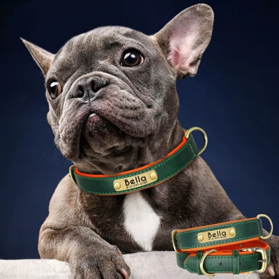 collier chien personnalisé vert bouledogue