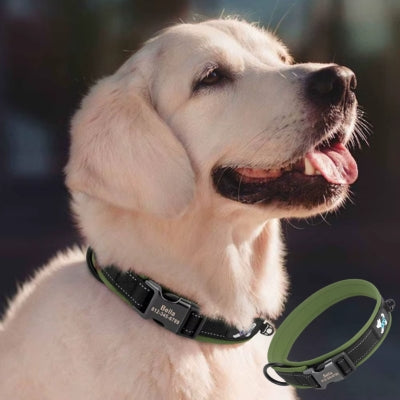 collier chien personnalisé vert Golden retriever