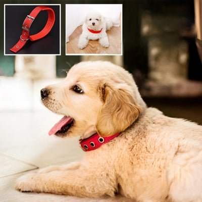 collier-chien-tuff-rouge