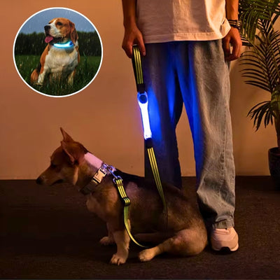 collier lumineux pour chien bleu Welsh Corgi