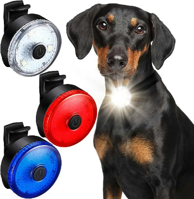 collier lumineux pour chien blanche trois couleurs Pinscher allemand