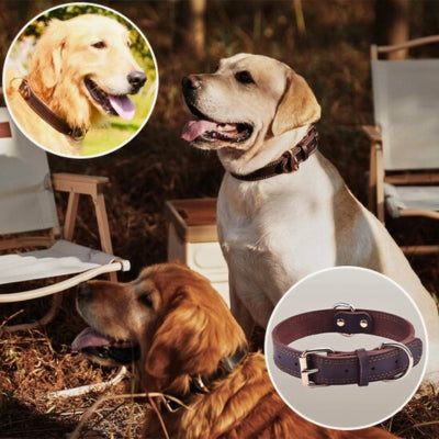 collier pour chien cuir brun labrador golden retriever