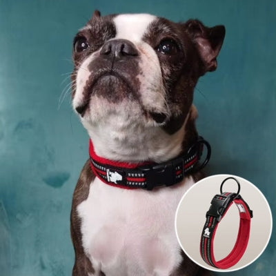 collier pour chien rouge Terrier de Boston