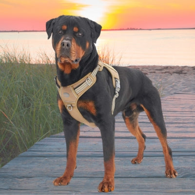 harnais anti traction khaki Rottweiler plage