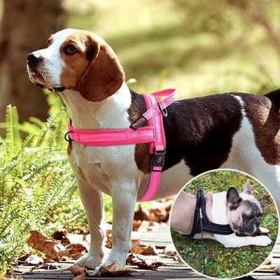 harnais anti traction confortable Beagle bulldog