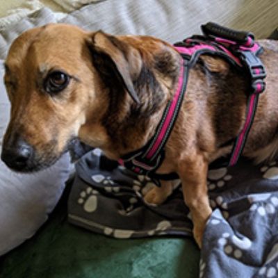 harnais-anti-traction-tomharness