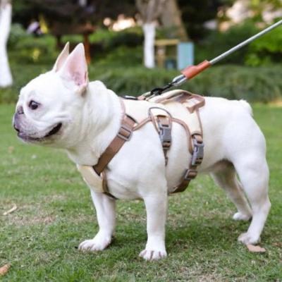 harnais chien beige Bouledogue français blanc