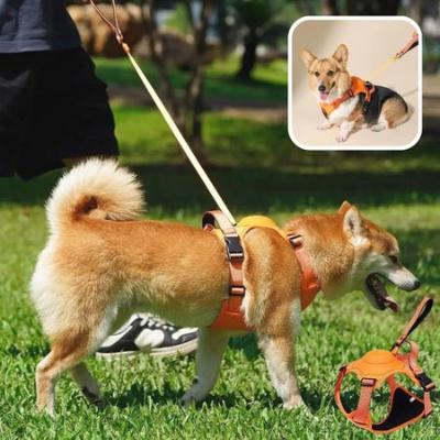 harnais chien laisse Shiba Inu marche