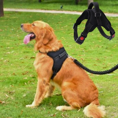 harnais chien noir Golden retriever