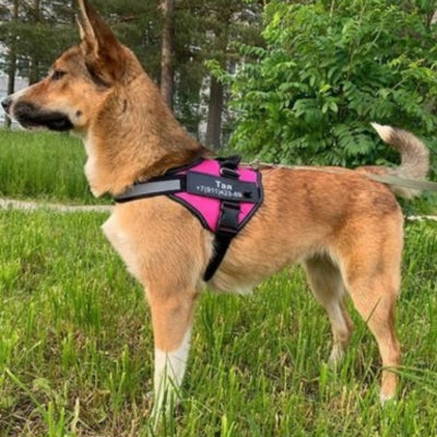 harnais-chien-personnalisé-rose