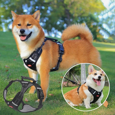 harnais pour chien noir Shiba Inu