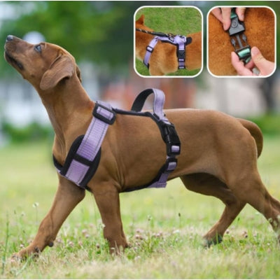 harnais pour chien chien brun confortable