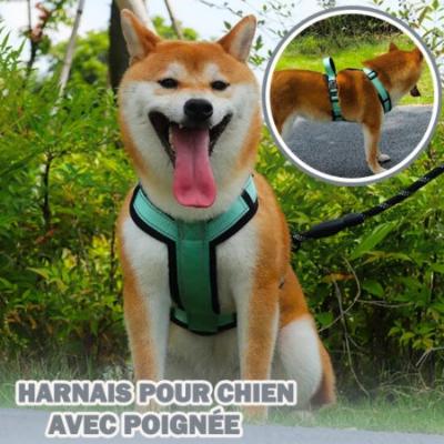 harnais pour chien confortable vert menthe Shiba Inu langue sortie