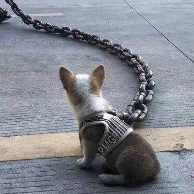 laisse chien chaîne bébé Welsh Corgi