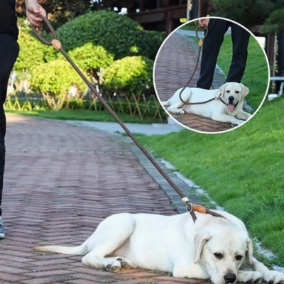 laisse chien labrador couché