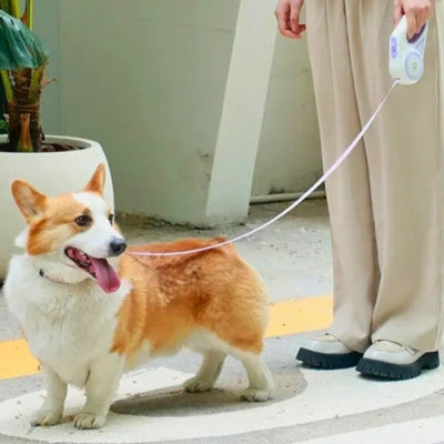 laisse chien retractable Welsh Corgi Pembroke