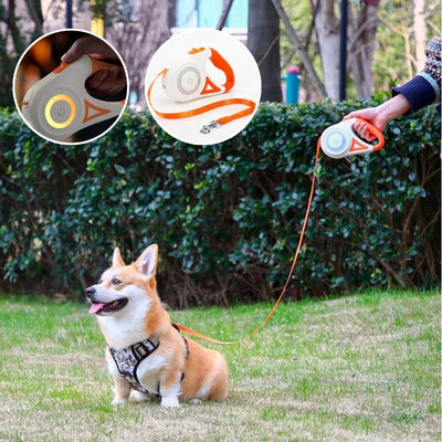 laisse chien retractable orange Welsh Corgi Pembroke