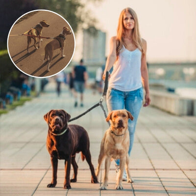 laisse main libre chien promenade duo