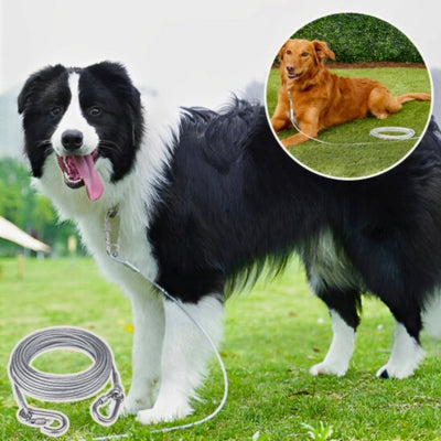 longe chien border Collie