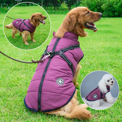 manteau pour chien harnais 2 en 1 violet Golden Retriver