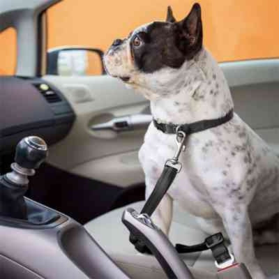 Laisse pour ceinture de sécurité pour chien