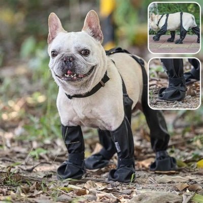 chaussette-pour-chien-feuilles