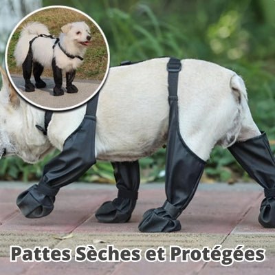 chaussette-pour-chien-seches