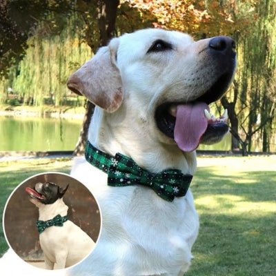 collier-chien-chicflocon-vert