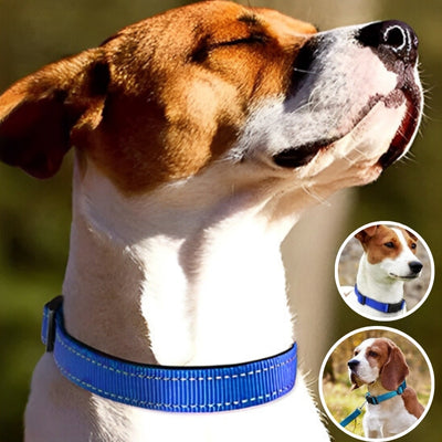 collier-chien-flexifit-bleu