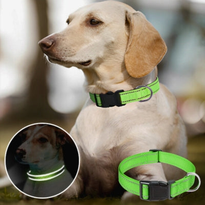 collier-chien-flexifit-vert