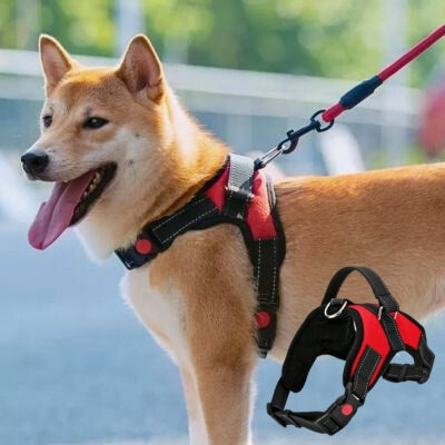 Shiba Inu harnais chien rouge