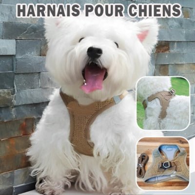 harnais-petit-chien-poppie-cafe