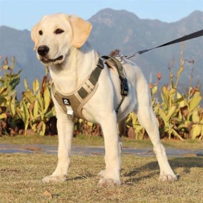 labrador blond harnais pour chien khaki