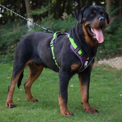 Rottweiler harnais pour chien mauve vert