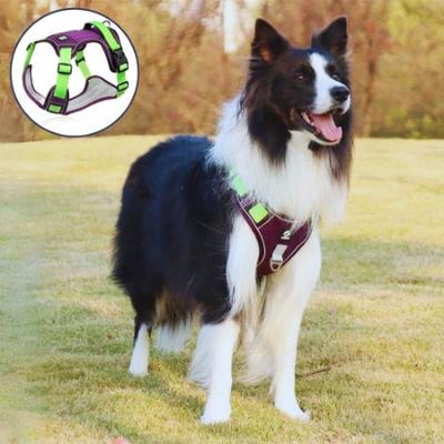 Border collie harnais pour chien mauve