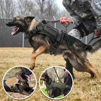 Berger allemand entrainement militaire harnais tactique chien