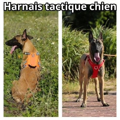 harnais-tactique-chien-simba-double