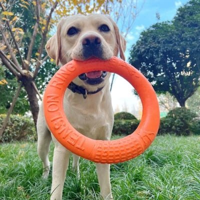 jouet-pour-chien-powerring-orange