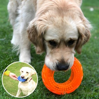 jouet-pour-chien-spike-orange