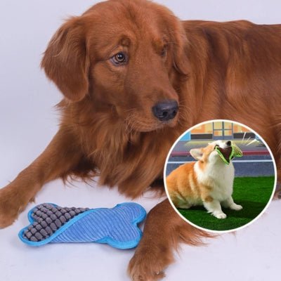 jouets-pour-chien-squeaky-regard