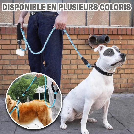 laisse chien bleu pittbull