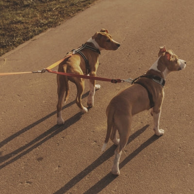 laisse-main-libre-chien-rouge