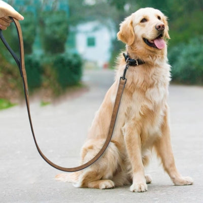 laisse pour chien cuir marron Golden Retriever