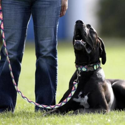 laisse-pour-chien-rosees