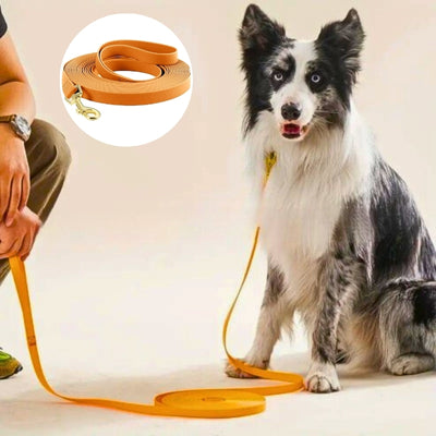 longe pour chien orange très grande Border Collie